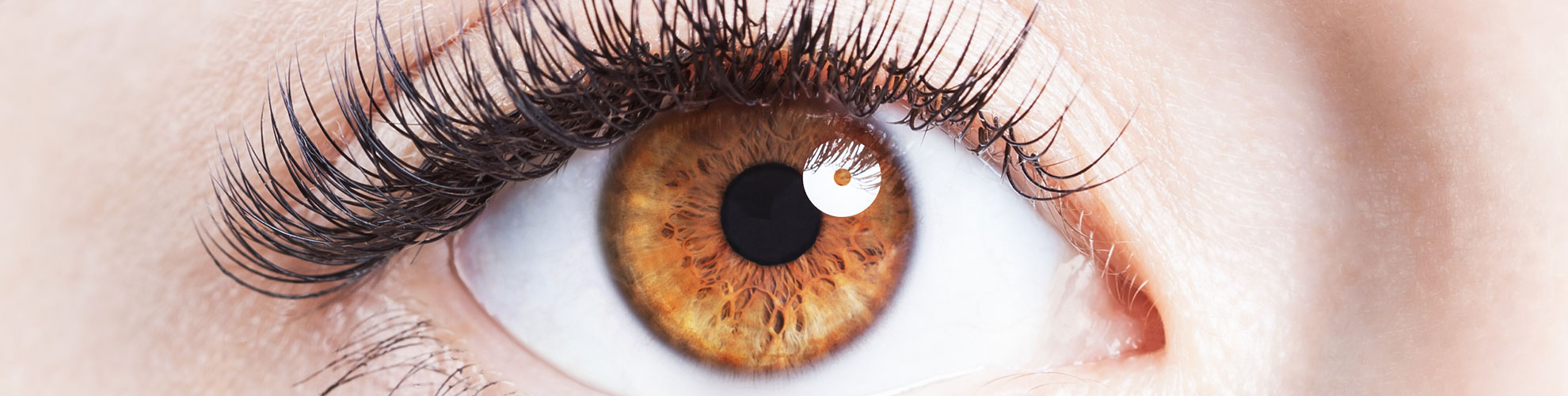 introduction to the eye
